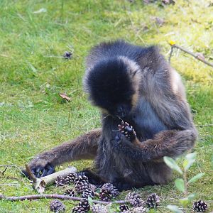 Mizzi († 2019-10-31), Northern white-cheeked gibbon (Nomascus leucogenys), 2019-09-15