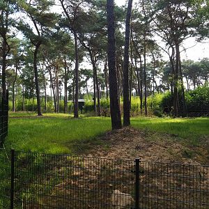 First okapi paddock, 2019-09-15