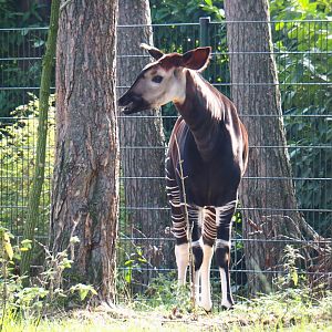 Okapi (Okapia johnstoni), 2019-09-15