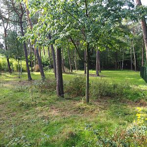 First Okapi paddock, 2019-09-15