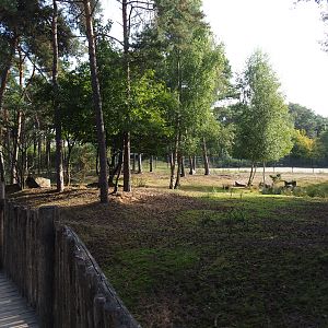 Second okapi and female Nyala paddock, 2019-09-15