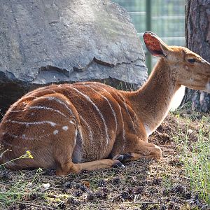 Female Nyala (Tragelaphus angasii), 2019-09-15