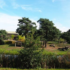 Western lowland gorilla bachelor group and Mantled colobus island, 2019-09-15