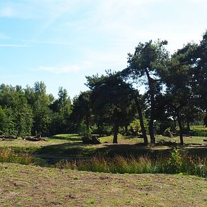 Western lowland gorilla bachelor group and Mantled colobus island, 2019-09-15