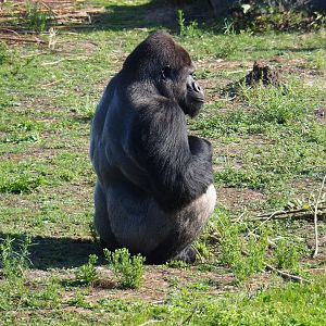 Western lowland gorilla (Gorilla gorilla gorilla), 2019-09-15