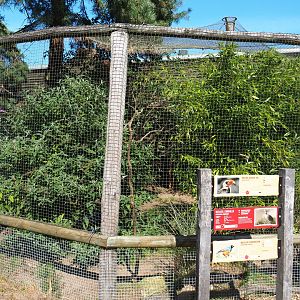 Superb starling, Von der Decken's hornbill and yellow-necked francolin aviary, 2019-09-15