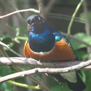 Superb starling (Lamprotornis superbus), 2019-09-15