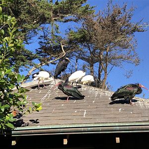 African openbill/Sacred ibis/Waldrapp ibis
