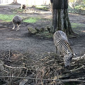 Common ostrich/Grant's zebra