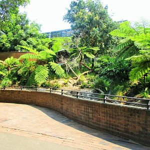 Goodfellow's Tree Kangaroo Enclosure