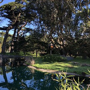 Lipman Family Lemur Forest (5 species)