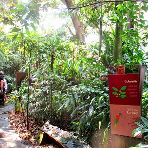 Rainforest Aviary