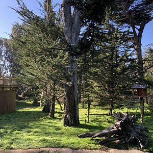 Lipman Family Lemur Forest (5 species)