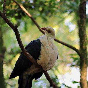 White-headed Pigeon (Columba leucomela)