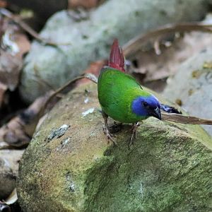 Blue-faced Parrot Finch (Erythrura trichroa)