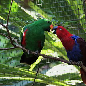 Australian Eclectus Parrots (Eclectus roratus macgillivrayi)