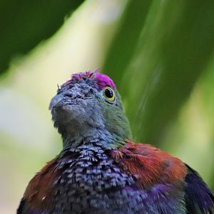 Superb Fruit Dove (Ptilinopus superbus)