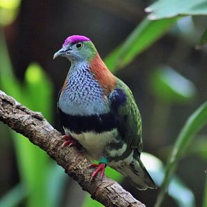 Superb Fruit Dove (Ptilinopus superbus)