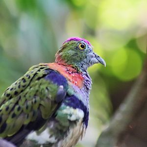 Superb Fruit Dove (Ptilinopus superbus)