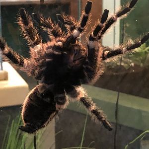 Chaco golden knee tarantula