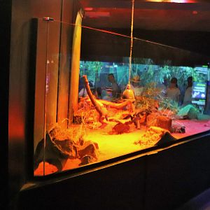 Fat-tailed Dunnart Enclosure