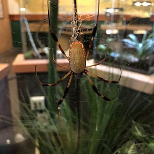 Golden orb weaver spider