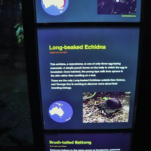 Long-beaked Echidna Sign