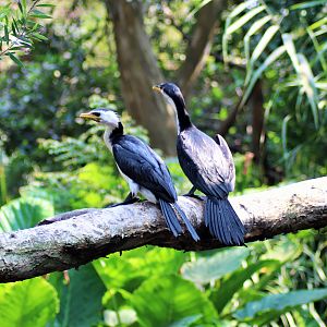 Little Pied Cormorant (Microcarbo melanoleucos)