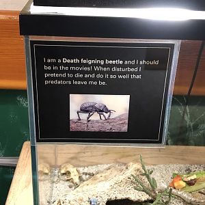 Future Hollywood star?