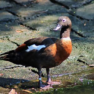 Australian Shelduck (Tadorna tadornoides)