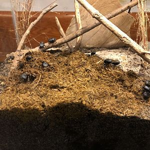 Canthon imitator crap beetle