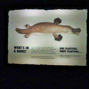 Platypus Sign
