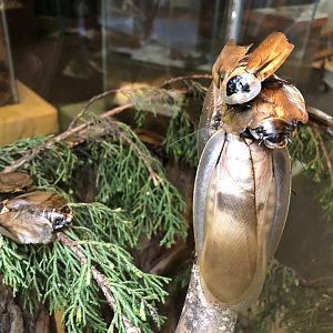 Trinidad wood cockroach