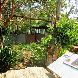 Short-beaked Echidna/ Koala Enclosure
