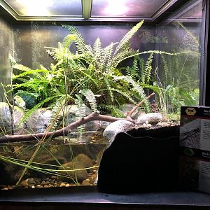 San Francisco forktail damselfly/San Francisco garter snake exhibit