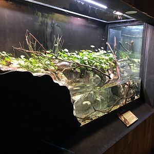 California red-legged frog exhibit
