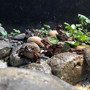 California red-legged frog