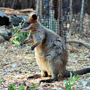 Swamp Wallaby (Wallabia bicolor)