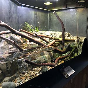 Western pond turtle exhibit