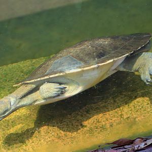 Macquarie Turtle (Emydura macquarii)