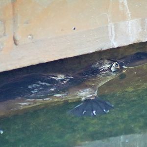 Platypus (Ornithorhynchus anatinus)