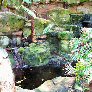 Blue Mountains Bushwalk