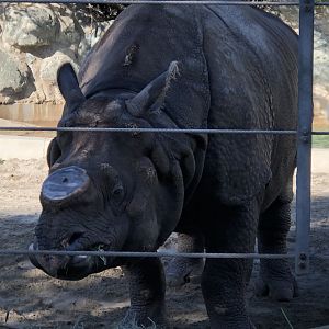 Indian rhinoceros