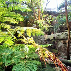 Blue Mountains Bushwalk