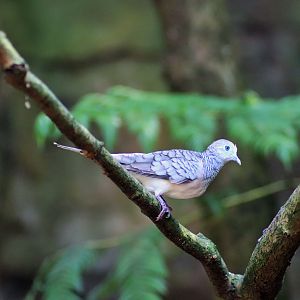 Peaceful Dove (Geopelia placida)