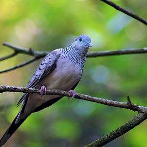 Peaceful Dove (Geopelia placida)