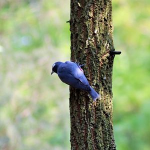 White-browed Woodswallow (Artamus superciliosus)