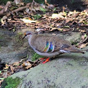 Brush Bronzewing (Phaps elegans)