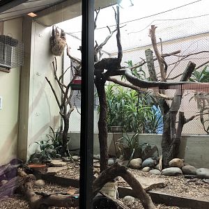 Two New World exhibits in the Lion House (4 species)