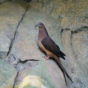 Brown Cuckoo Dove (Macropygia phasianella)